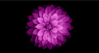 Purple flower dark background black - a white center free wallpaper
