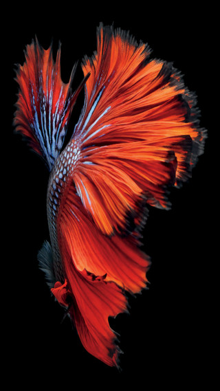 Red blue fish black background 5 - amano free wallpaper for mobile