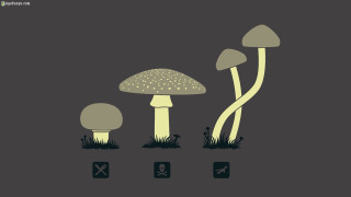 Mushrooms grass dark background group - top of a field free wallpaper