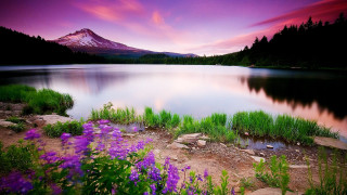 Mountain lake purple flowers scenery - a lake in the foreground free wallpaper