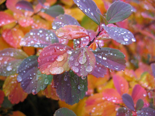 Bush water droplets leaves red - a bush free wallpaper