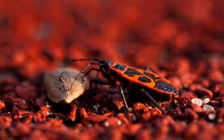 Bug rock white substance ground - a bug free wallpaper