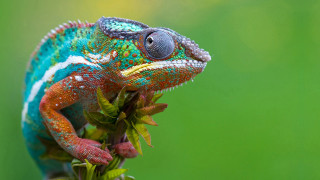 Colorful chameleon branch leaves closed - bernard accama free wallpaper