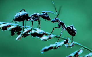 Ants plant stem water droplets - bourgeoi free wallpaper