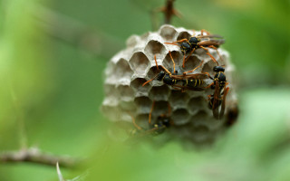 Bees honeycomb tree branch forest - a tree branch in the forest free wallpaper for desktop