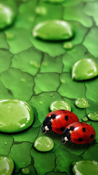 Ladybugs green leaf water drops - dosso dossi free wallpaper for mobile