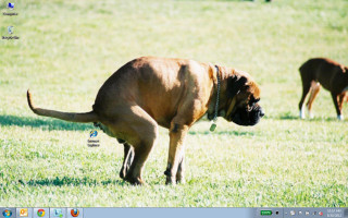 Dog field laptop background camera - daarken free wallpaper