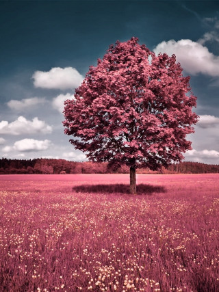 Tree field flowers cloudy sky - boetius adamsz bolswert free wallpaper