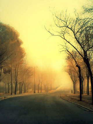 Street trees yellow sky foggy - foggy free wallpaper for mobile