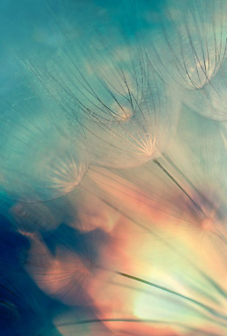 Dandelion closeup sky background blue - soft color free wallpaper for mobile