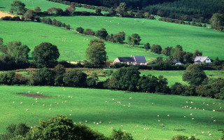 Large field house trees sheep - sheep free wallpaper