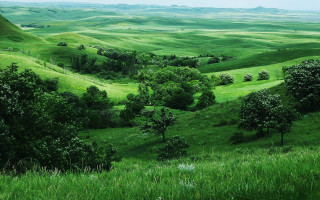 Lush green valley trees rolling - hill free wallpaper