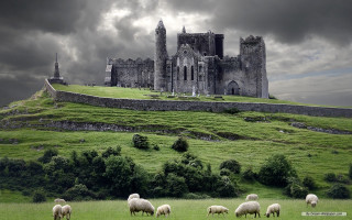 Sheep grazing field castle stormy 3 - a herd of sheep free wallpaper