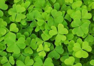 Green shamrocks closeup ecological art - a background free wallpaper