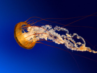 Jellyfish floating profile blue sky - a jellyfish free wallpaper