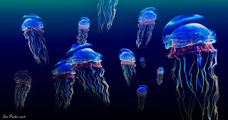 Jellyfish group bioluminescent ocean blue - blue water free wallpaper
