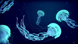 Jellyfish group swimming dark blue - the water together free wallpaper