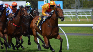 Jockeys horses racing track grass - grass and trees free wallpaper