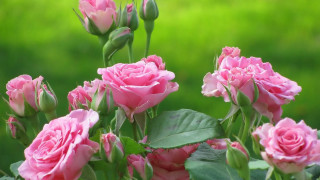 Pink roses green leaves sunny - pink rose free wallpaper