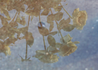 Bird branch rosebush rain sitting - claire hummel free wallpaper