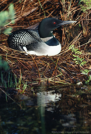 Bird sitting grass water edge - the waters edge free wallpaper