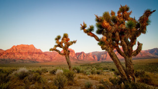 Cactus desert mountains sunset dawn - ansel adams free wallpaper
