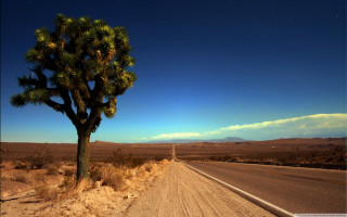Lone tree desert road night - cinematic landscape free wallpaper