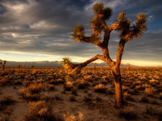 Joshua tree desert mountains sunset - ansel adams free wallpaper for desktop