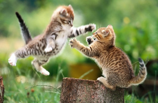 Kittens playing tree stump grass - action painting free wallpaper for desktop