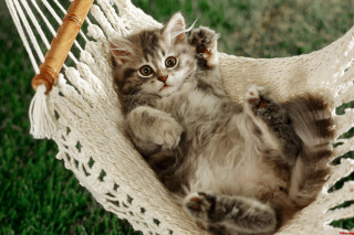 Kitten hammock grass stick paw - a kitten free wallpaper