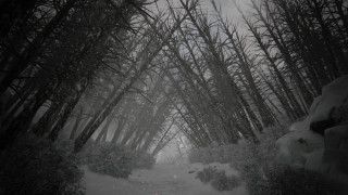 Snowy forest path person walking - the path free wallpaper