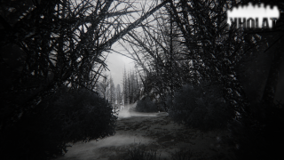 Black white forest path foggy - ambient occlusion free wallpaper