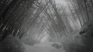 Snow covered path forest trees - a snow free wallpaper for desktop