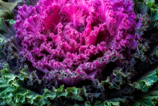Purple green cabbage plant close - neofauvism free wallpaper
