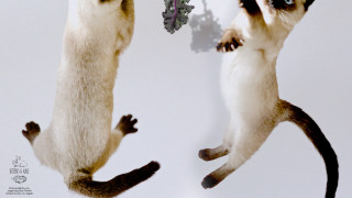 Jumping animals tails spread paws - free dogs wallpaper