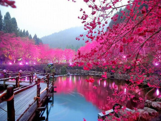 Wooden bridge river pink flowers - a wooden walkway free wallpaper