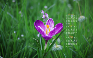 Purple flower yellow center grass 2 - david ramsay hay free wallpaper