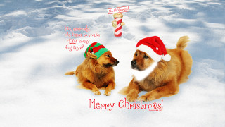 Dogs christmas hats snow merry - two dog free wallpaper