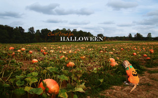 Pumpkin field great halloween sign - great free wallpaper