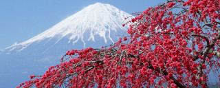 Tree red flowers snow capped - ukiyoe free wallpaper