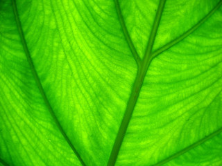Green leaf closeup white background 2 - a green leaf free wallpaper for desktop