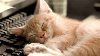 Cat sleeping keyboard eyes closed 2 - a keyboard free wallpaper