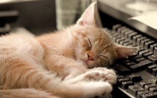 Cat sleeping keyboard eyes closed - a keyboard free wallpaper