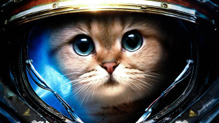 Cat space suit helmet blue - the eye free wallpaper