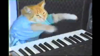 Cat playing toy keyboard room - a toy free wallpaper