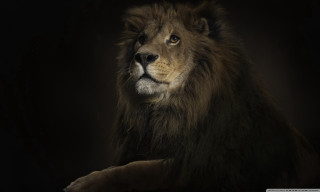 Lion sitting dark eyes open - a lion free wallpaper for desktop