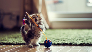 Kitten playing with toy on 2 - the floor of a house free wallpaper