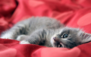 Kitten red blanket eyes open - a red blanket free wallpaper