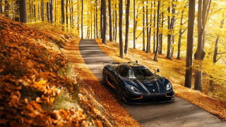 Black sports car woods autumn - the ground and trees free wallpaper