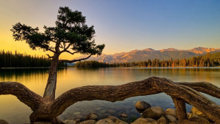 Tree lake mountains sunset dawn - bob ross free wallpaper